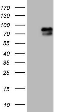NUP43 Antibody