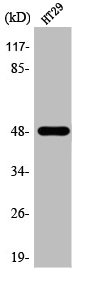 NUSAP1 Antibody