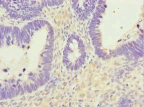 NUTF2 Antibody