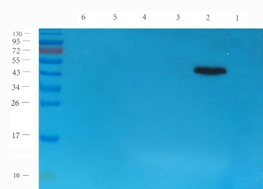 NXT2 Rabbit Polyclonal Antibody