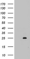NYREN18 Antibody