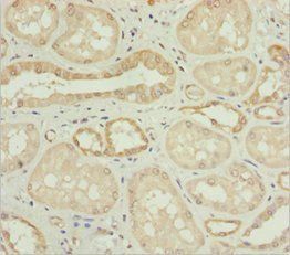 NYX Antibody