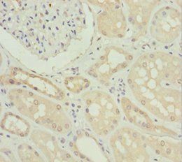 NYX Antibody