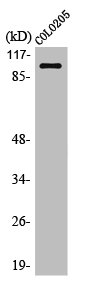OCRL Antibody