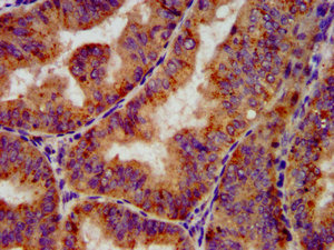 OCT4 Monoclonal Antibody