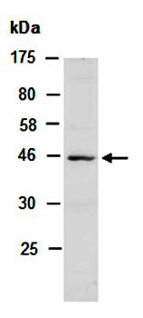 OGG1 (N) Antibody, Rabbit Polyclonal