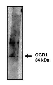 Rabbit Human OGR1/GPR68 Antibody
