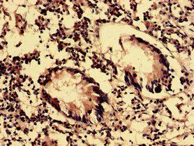 OLFML2B Antibody