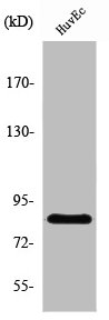 OLFML2B Antibody