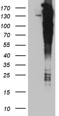 OPA3 Antibody