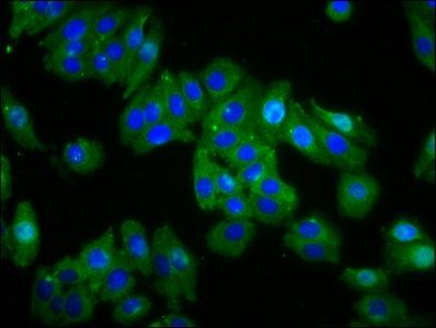 OPN1MW Antibody