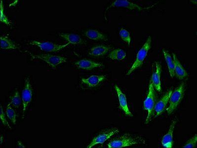 OPN5 Antibody