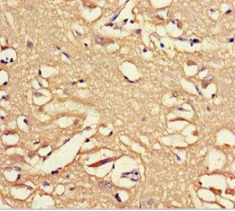 OPN5 Antibody