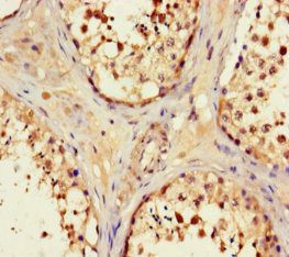 OPN5 Antibody