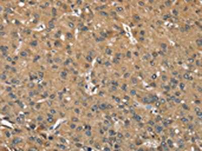 OPRD1 Antibody