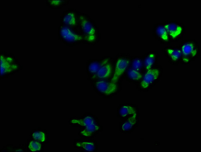 OPRK1 Antibody
