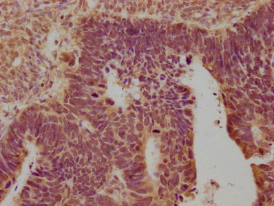 OPRK1 Antibody