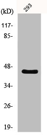 OPRM1 Antibody