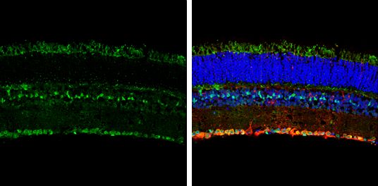 opsin 5 Antibody