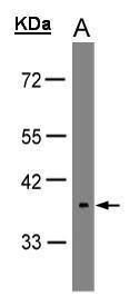 opsin 5 Antibody