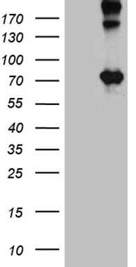 OPTN Antibody