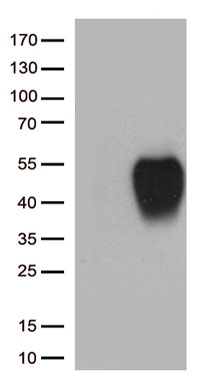 Optineurin Antibody