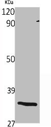 OR1S2/OR1S1 Antibody