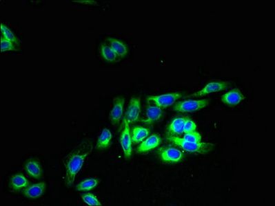 OR2H1 Antibody