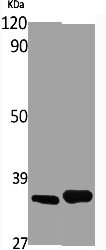 OR4X1 Antibody
