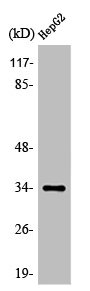 OR52E4 Antibody