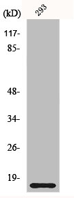 ORAOV1 Antibody
