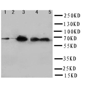 SHP2/PTPN11 Rabbit Polyclonal Antibody