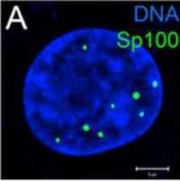 Sp100 Antibody