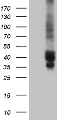 TSC22D4 Antibody