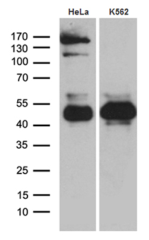 TSC22D4 Antibody