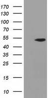 ADSL Antibody