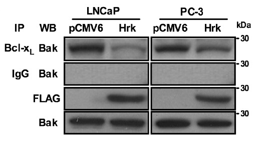DDK (FLAG) Antibody