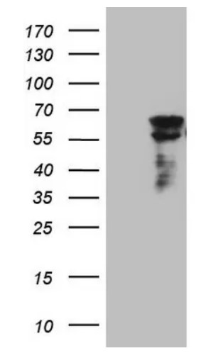CLU Antibody