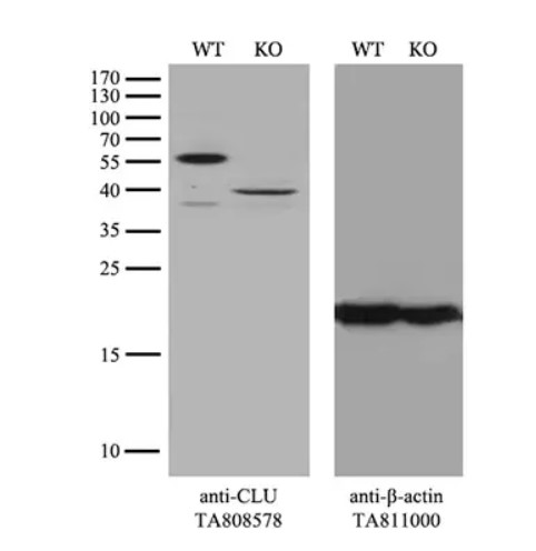 CLU Antibody