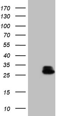 RHOC Antibody