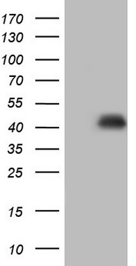 HOMER2 Antibody