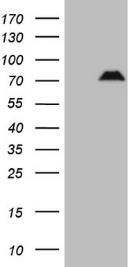 Osteopontin Antibody