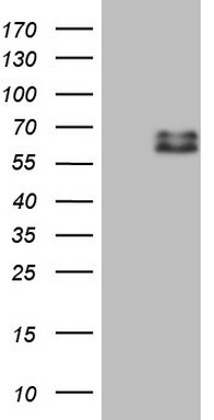 SUOX Antibody