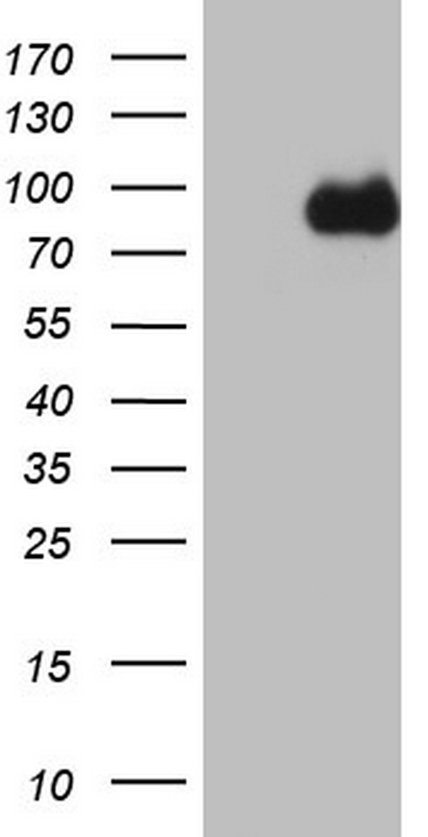 Factor I Antibody