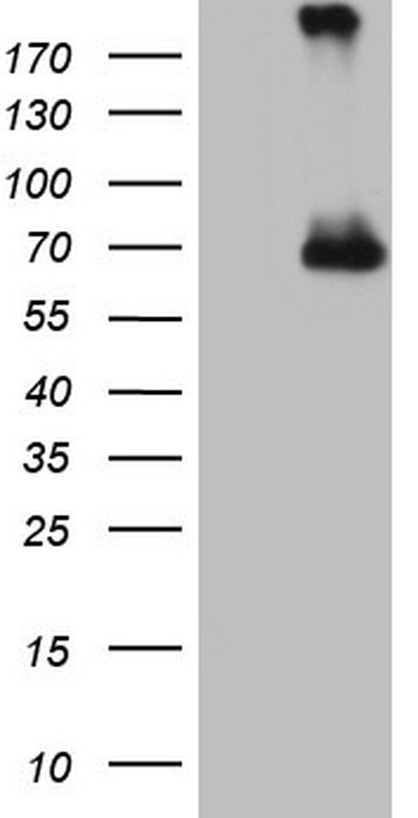 Factor I Antibody