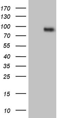 Factor I Antibody