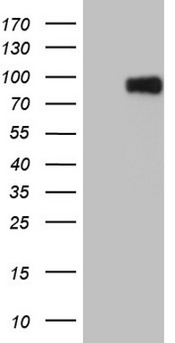 CFI Antibody