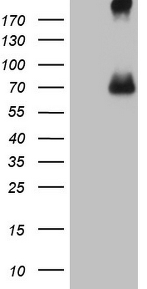 CFI Antibody