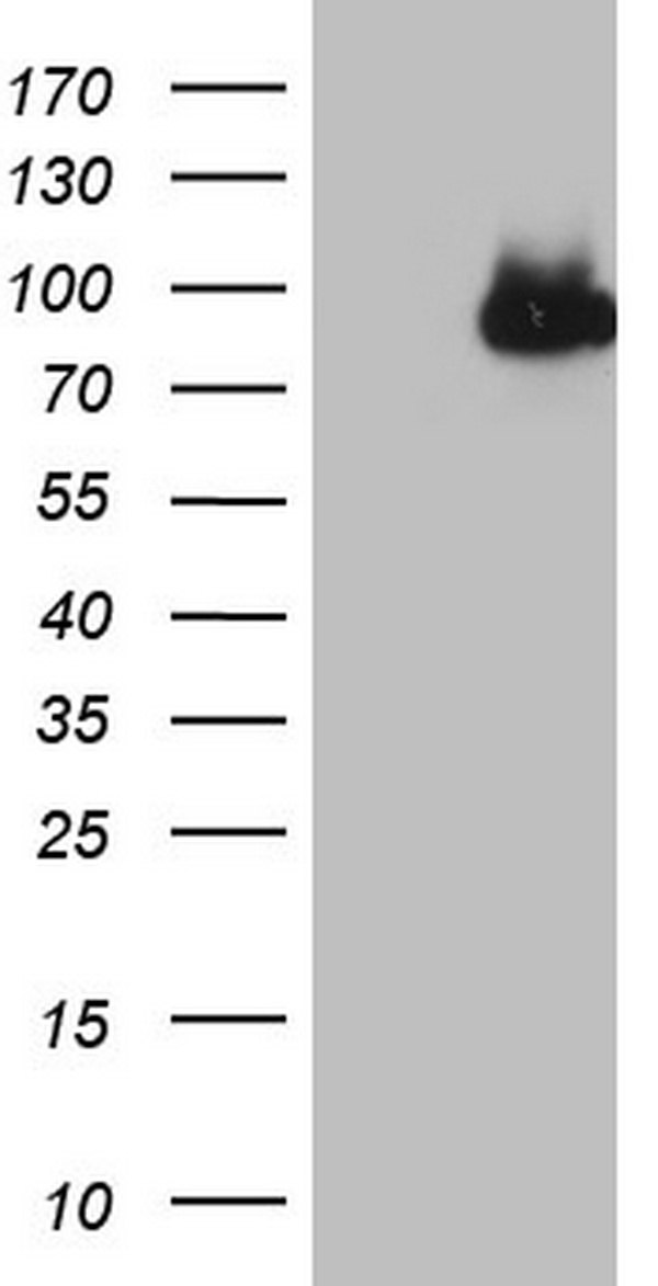 Factor I Antibody