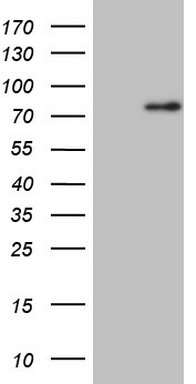 CLINT1 Antibody